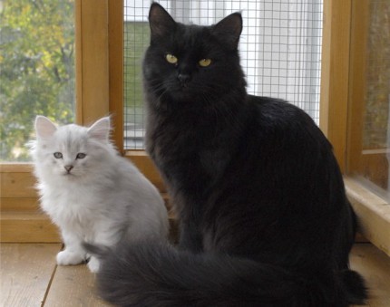 Black and silver Siberian cats