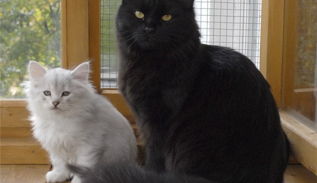 Black and silver Siberian cats