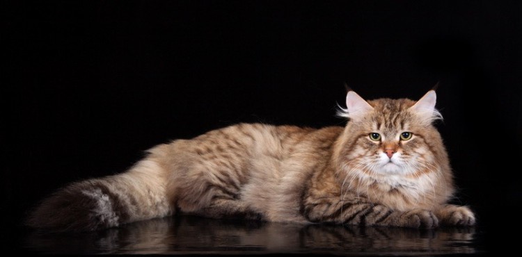 siberian cats