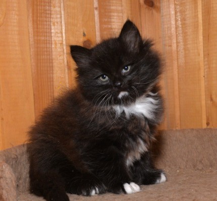 siberian kitten