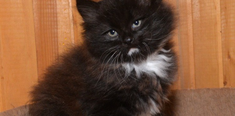 siberian kitten