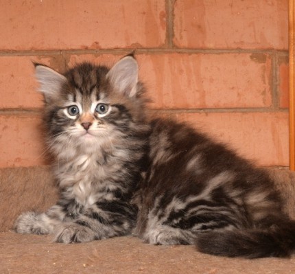 siberian kitten